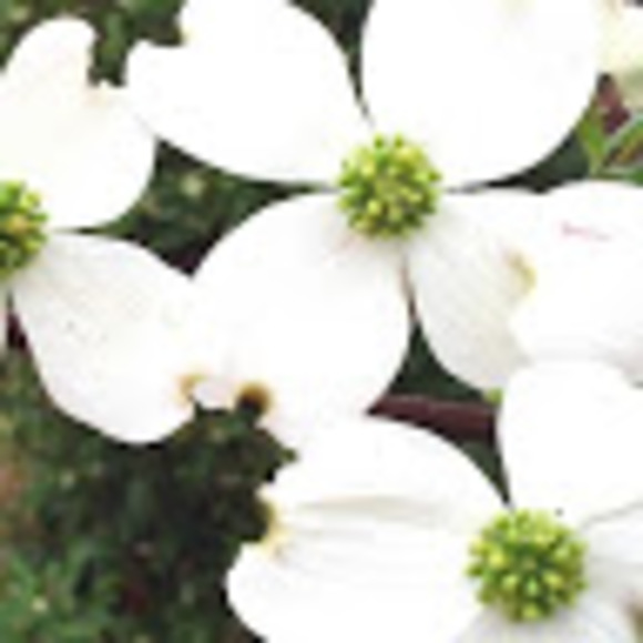 Meet your Posher, Grace - Picture 1 of 1